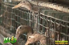 ũ����ֳ�¸�����ӣ���������Ѽ