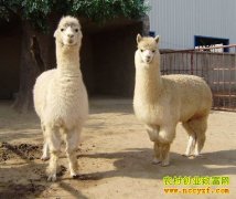 [�Ƽ�Է]���ս���ɽ