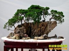 ɽˮ�辰������Ƶ