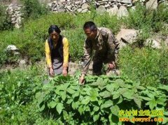 ũ����ɫ��ֲ��ɽ����ҩ�� �������¸�