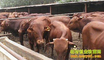 ������ţ