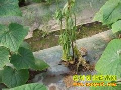 [ũ�����]�߲˾��˲��ķ����������Ƶ