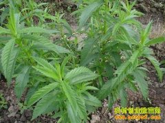 [ÿ��ũ��]��ͷ��С �ز�һĶ׬����