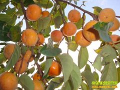 [ÿ��ũ��]�������� �ⶥ��������ȡʤ