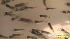 [�¸���]�̴���:��������˿�����﷢���̻�����