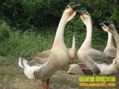 [ũ�����]���ֶ���ֳ������Ƶ