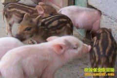 ��ֳ�¸�����Ŀ��12Ԫһ����ӽ�����׬Ǯ