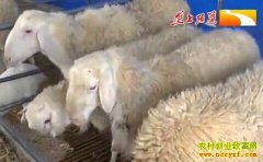 �¸��ð������������ֵ� �ϻ�������