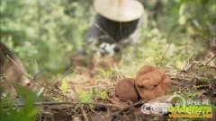 [��ɫʱ��]����Ѱ�Ҳ����ϵġ�����ʯ������¶