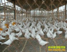 �¸��ð�����ɢ����� ������׬Ǯ