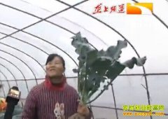 ��ֲ�����������߲�Խ�������о���