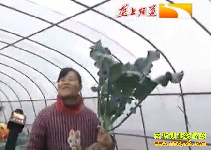 �����߲���ֲ