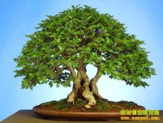 ��ֲ�¸���Ŀ����ֲ�辰 ��Ǯ���