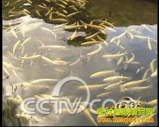 [ũ�����]��������ֳ��Ƶ