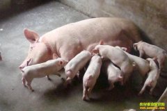 [ũ�����]����1��������ϵ��ֳ������Ƶ