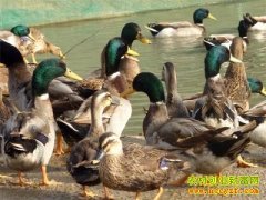 [�����е�]��ʿ����ֳҰѼ�³��ֿǵ�