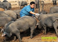 �¸��ð�����С�������� ��׬100��