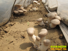 [ũ�����]�ӱ������γ���������Ƶ