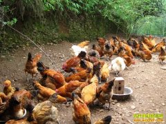 �������и�н����� 80��Ů����ѩ�����������¸�