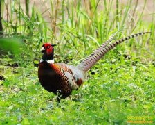 ɽ������ֳ��������ֳЧ�����