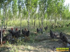 ��ֳ�¸���Ŀ����ֳ«���� ���С����Ƹ�