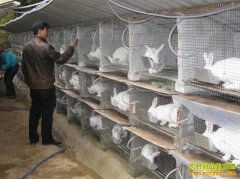 ���á�״Ԫ������ɽ�����þ�