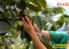 ��ֲ�¸���Ŀ����ɽ��ɽ�ﳤ���������������