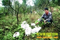 �������������á�˫���桱