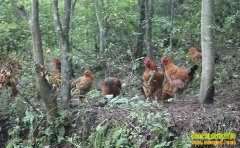 �¸��ð�����ɢ������ �����¸�·