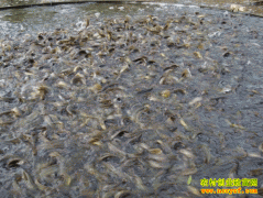 ̨���������ֳ����Ҫ��