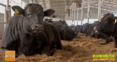 [�Ƽ�Է��ţ]��ʽţ�� ����ţ��(���ʹ���ţ)