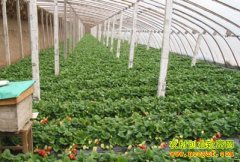 [ũ�����]�չ����Ҳ�ݮ��ɫ���ؼ�����Ƶ