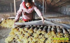 ��ֲ�¸���Ŀ������о���Ϊ���ֽ��빽