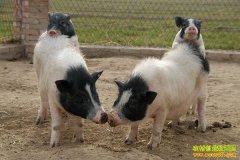 ��������������������ֳǰ��