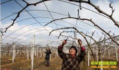 ��ֲ��������������޼�����֦