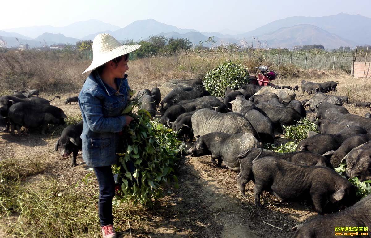 �����ڰ�:��̬�����������¸�