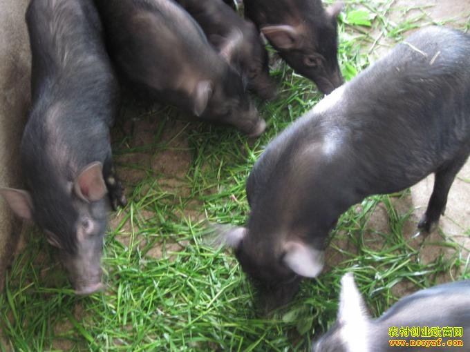 ��������ֳ