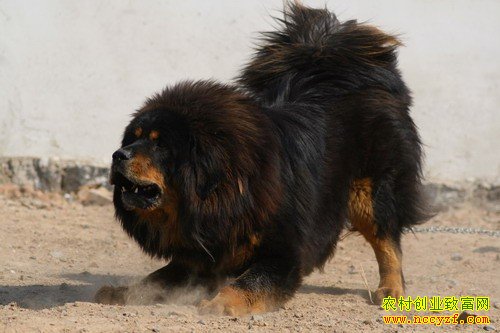 [�����е�������]ɣ�񻪵�¿ϵ����