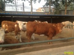 ţ��۸�ֹ�� ��ţ�����½�