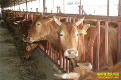 ��ţ�ɱ�������� ũ���׷�ת������ţ��ȱ