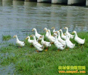 �㶫���ţ�������Ѽ �������10��