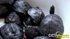 �㶫��ɽ������Ч����� ������ͬ����15%