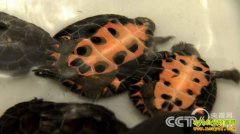 �ڹ���ֳ�������������ϳɱ���5�ַ���