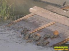 ������ֳ�����跽��