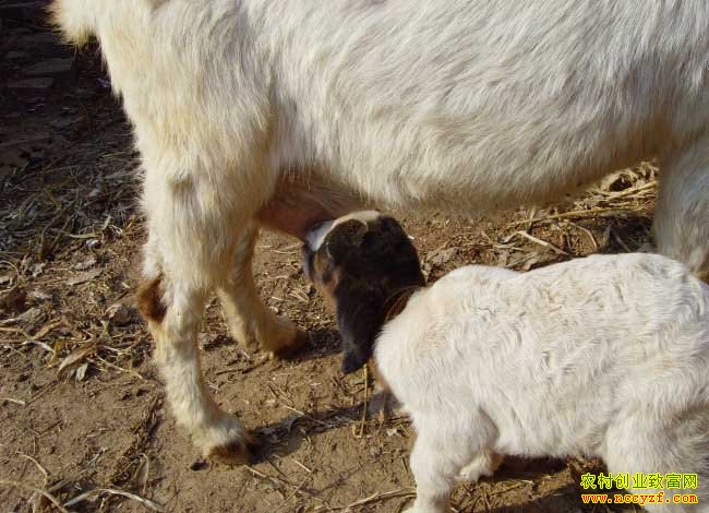 ��β�����ĸ�������?