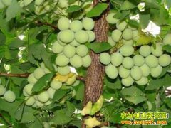 ��չ������ֲҪ�ȿ�׼�г�