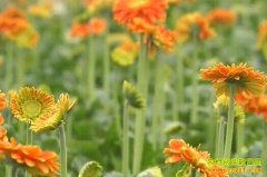 ��ֲ�¸���Ŀ��������ֲ���޾�Ч���