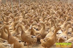 ��ֳ�¸���Ŀ����ֳ��Ѽ ��׬ʮ��