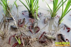 [�Ƽ�Է]С��Ϻ�ĺ��Ӷ�������