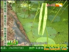 ��ֲ�¸���Ŀ��������ź һ�ֵ�����800��